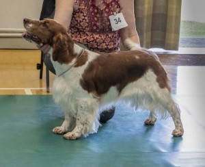 Speical Post Graduate Dog or Bitch